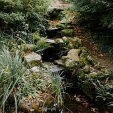A narrow stream flowing through a wooded landscape