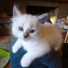 Young kitten sitting upright