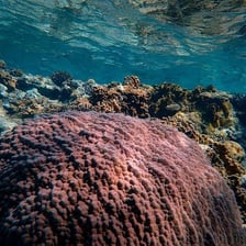A colorful coral reef beneath clear water