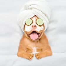 A dog receiving grooming treatment at a pet spa