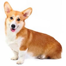A Pembroke Welsh Corgi standing outdoors.
