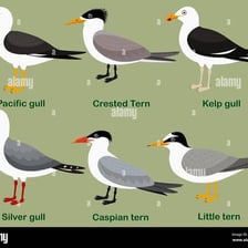 Seabirds including a gull and a tern shown near the coast