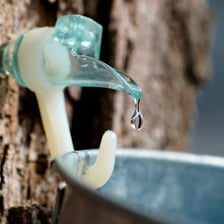 Sap dripping from a tapped tree.