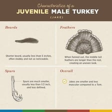 A male wild turkey displaying its feathers.