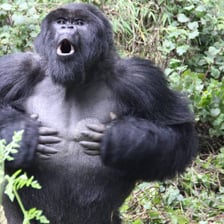 A gorilla displaying by beating its chest.
