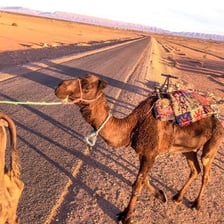 A caravan of camels traveling across a desert