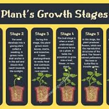Plants shown at progressively larger stages of growth