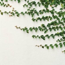 A green climbing vine growing up a wall.
