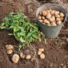 Fresh potatoes showing their brown skins