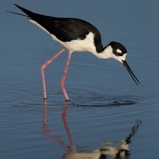 Black-necked stilt shorebird standing in shallow water