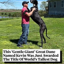 A Great Dane standing beside a person.