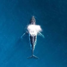 A whale surfacing and sending a plume of spray from its blowhole.