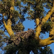 A large eagle nest high in a tree