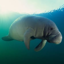 A manatee swimming underwater.
