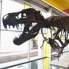 A Tyrannosaurus rex skeleton on display.