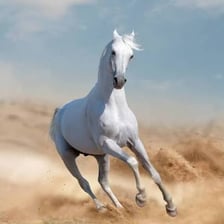 An Arabian horse running outdoors