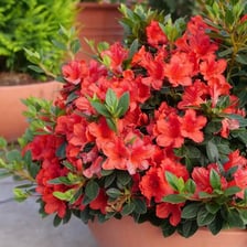 Several azalea shrubs covered with flowers