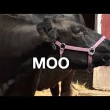 A cow standing in a pasture.