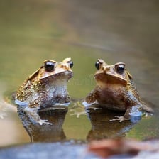 Frogs gathered at the edge of a pond.