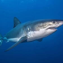 A great white shark swimming underwater