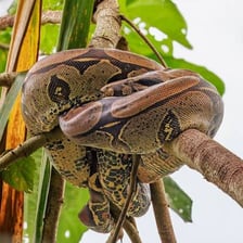 A boa constrictor coiled on a natural surface.
