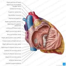 Educational diagram labeling the right and left atria of the heart