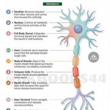 A labeled educational diagram showing a neuron and its axon