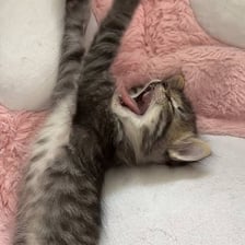 A kitten with its mouth open as if making a soft cry.