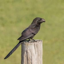 Smooth-billed ani perched on a branch