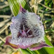 Mariposa lily flowers with distinctive butterfly-like petals