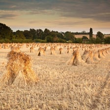 Bundles of harvested wheat stalks standing in a field