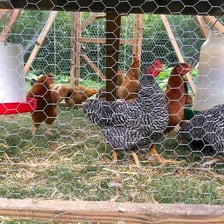 A hen standing inside a chicken coop