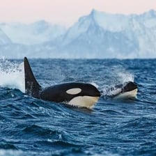 An orca swimming in the ocean