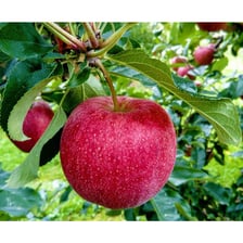 Winesap apples growing on an apple tree