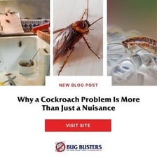 A cockroach, a common household pest.
