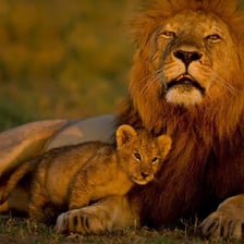 An adult animal beside its offspring.