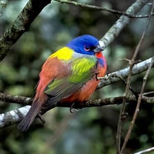 A brightly colored bird representing a rare bird