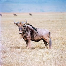 A gnu, or wildebeest, standing in a grassland.