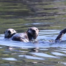 Several otters swimming near a rocky shoreline.