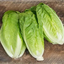 A head of cos, or romaine, lettuce.
