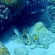 An eel moving in a sinuous, slithering motion underwater