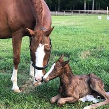 A stallion and foal illustrating the act of fathering offspring.