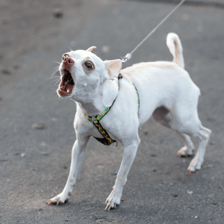 A dog barking with its mouth open