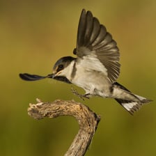 A bird settling onto a branch.