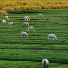 A grassy meadow used as pasture for grazing sheep
