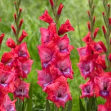 Tall gladiola flowers with long sword-shaped leaves.