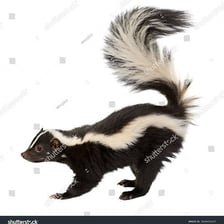 A skunk raising its tail in a defensive posture