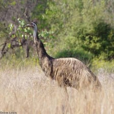 An emu standing in an Australian grassland landscape.