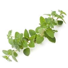 Fresh marjoram sprigs with small green leaves.