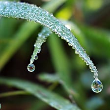 Dew drops covering blades of grass in the morning.